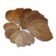 Indian Almond leaves XL - 10pcs