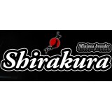 Shirakura